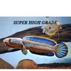 Channa Limbata Lawu Good Quality Hiasan Aquarium