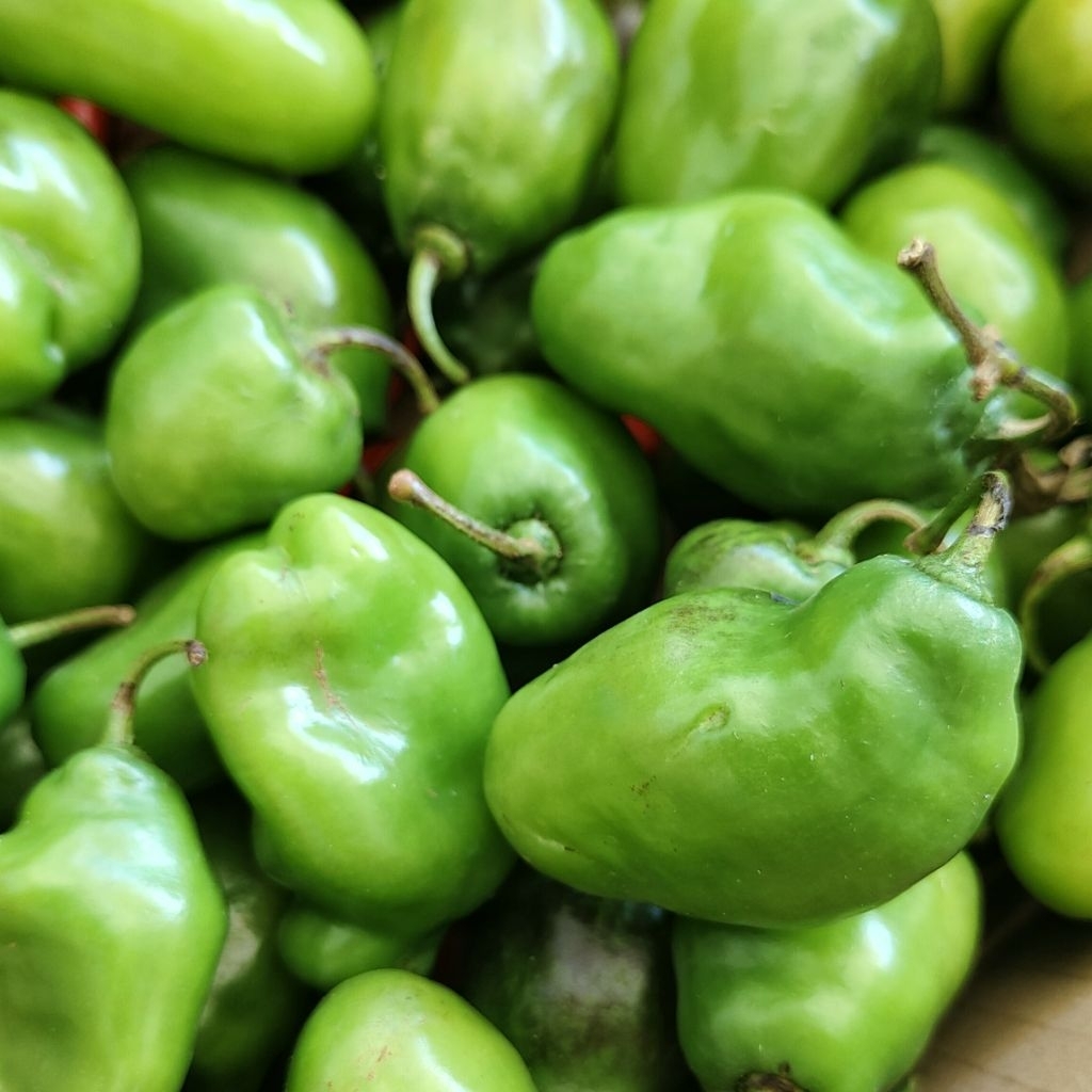 

Cabe Gendot 500gr segar Garut / Cabe Gendot fresh