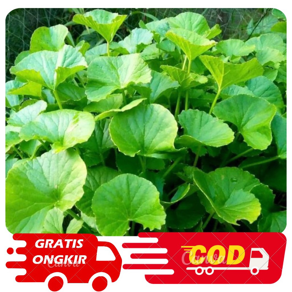 

Daun Pagagan Segar 500gram-Daun Antanan-Daun Tapak Kuda Segar