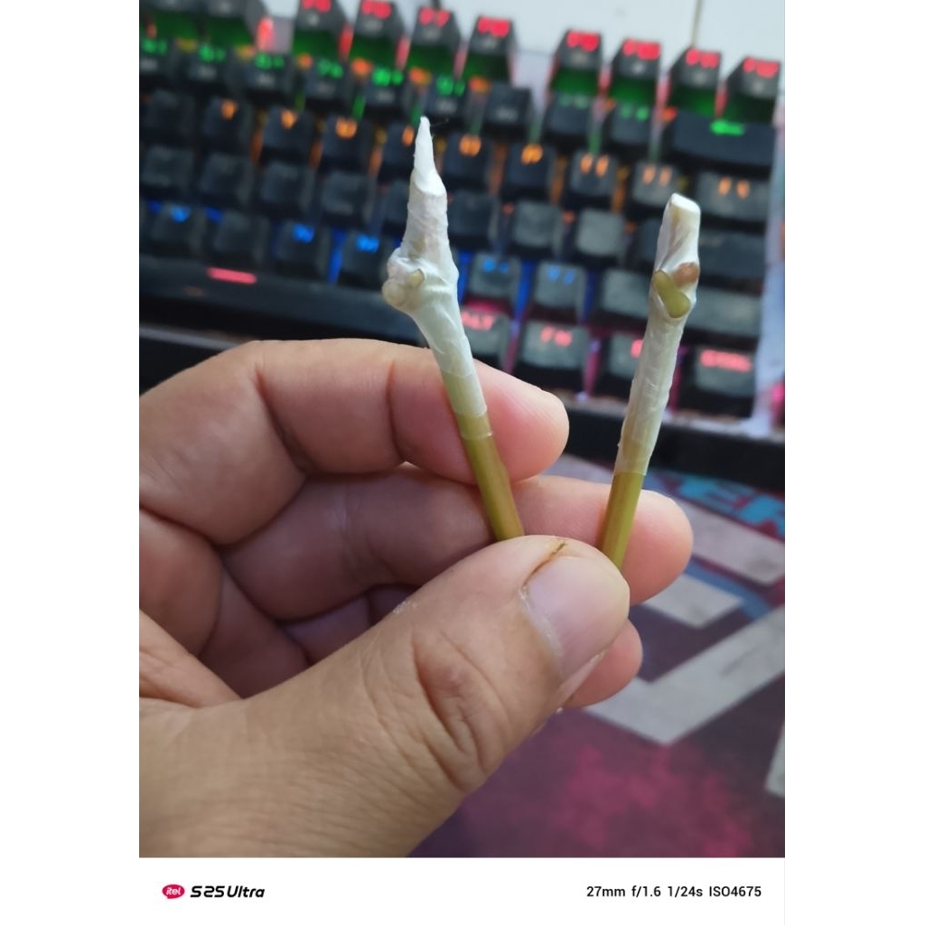 entres anggur sinmuscat/ninel/jupiter/gosv valid