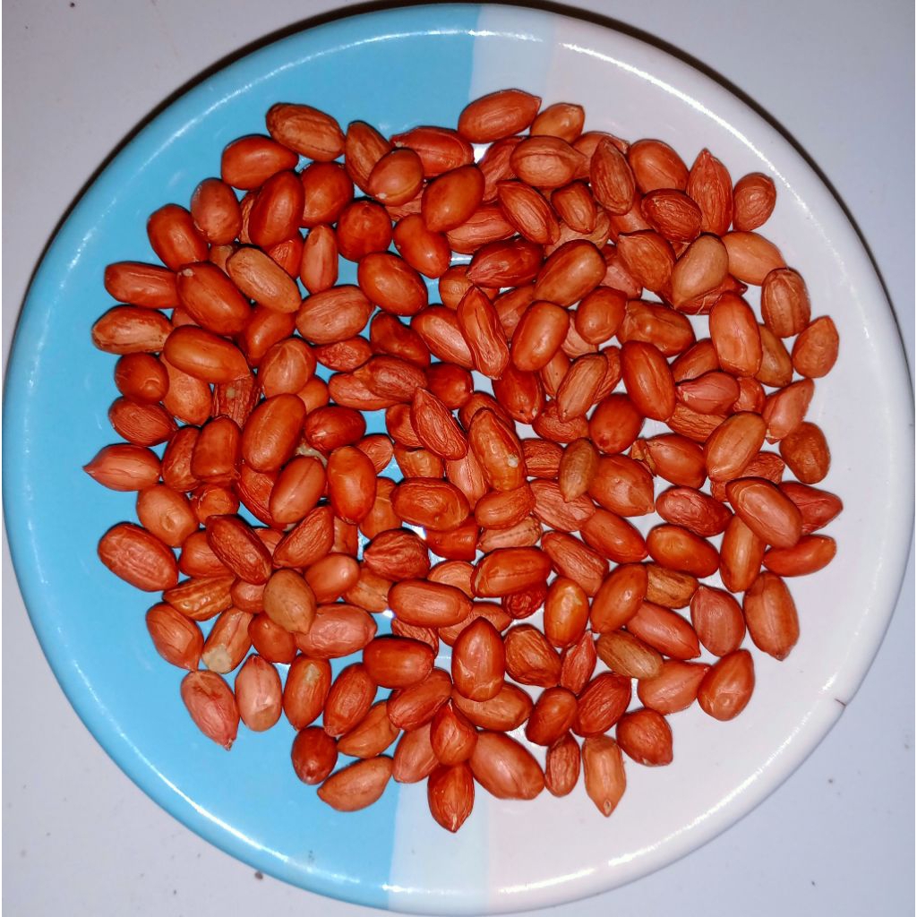 

KACANG TANAH