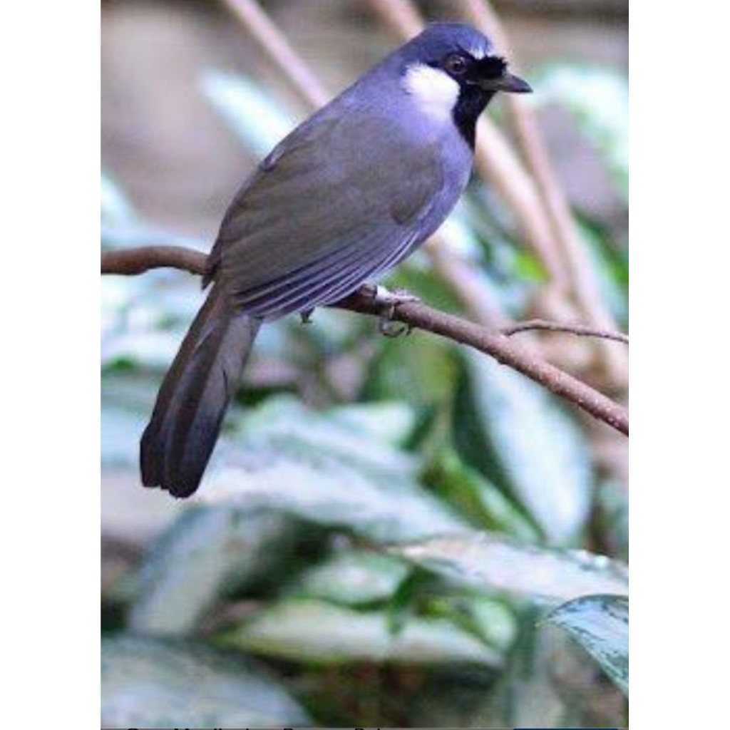 Poksay. Hongkong pilihan jantan