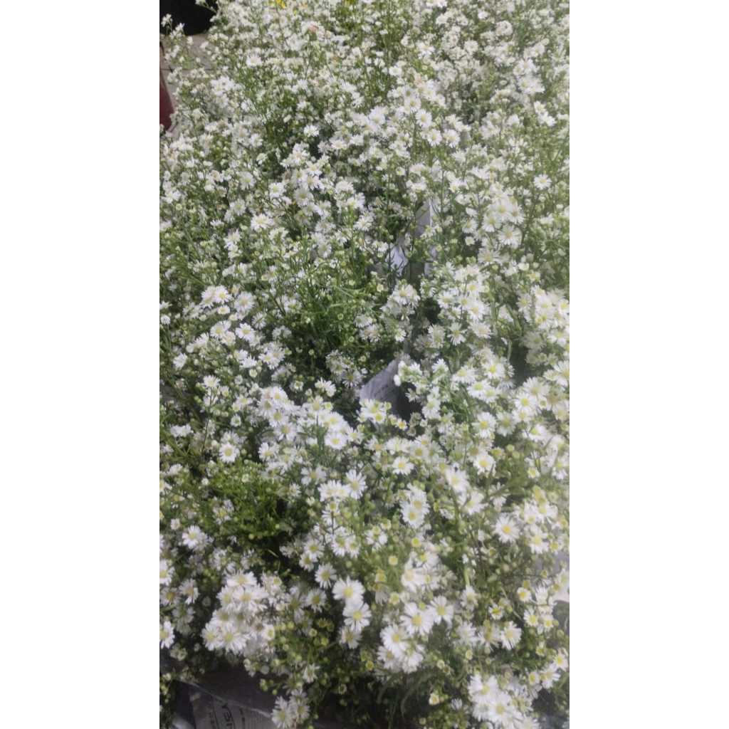 Bunga Potong Pikok Asli Fresh Bunga Pikok Segar Bunga Isi 1 Ikat 10 Tangkai Bunga