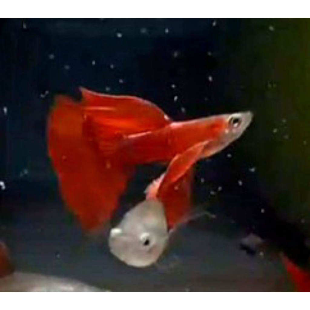 Sticker Guppy red Moscow ribbon