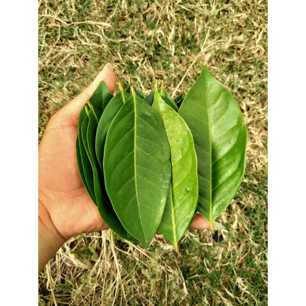 

Daun Salam Segar (Indonesian Bay Leaf) 25gram