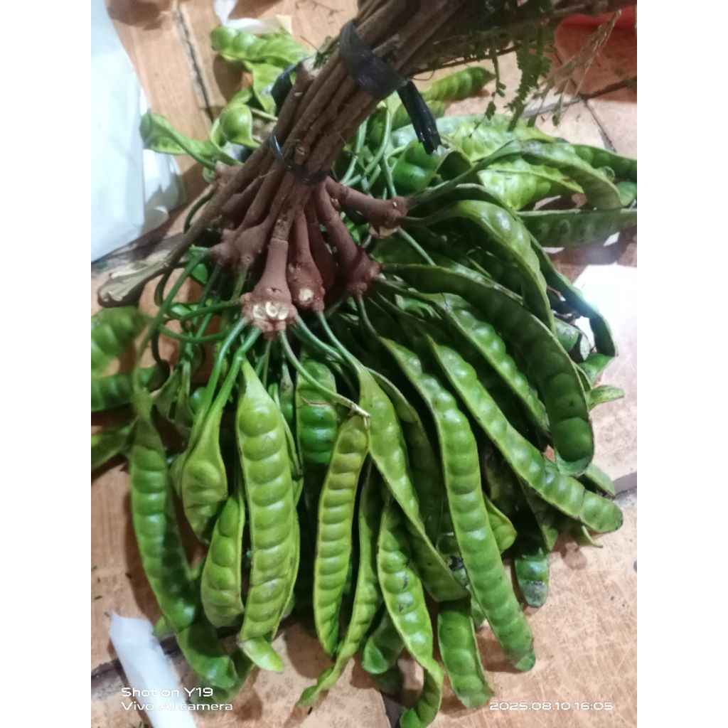 

PETE MASAK POHON 10 PAPAN