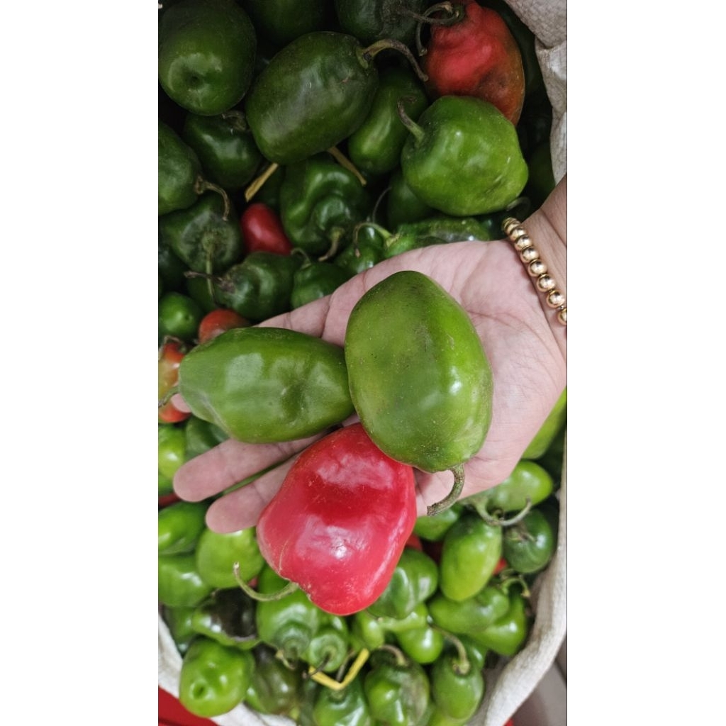 

cabe gendot / cabe gendot teh santi / cabe gendot viral