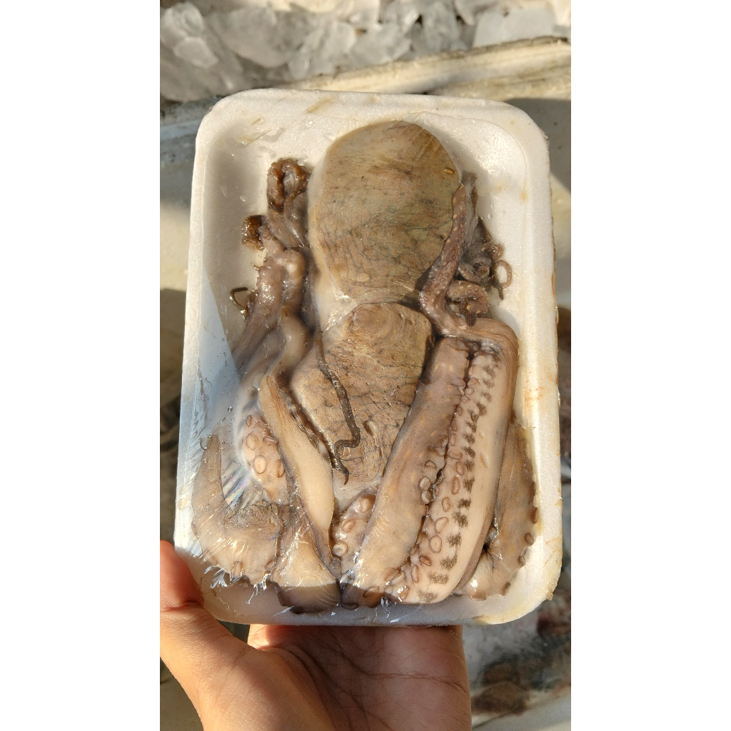 

GURITA FROZEN BOBOT KURLEB 270-300GR (PER PACK)