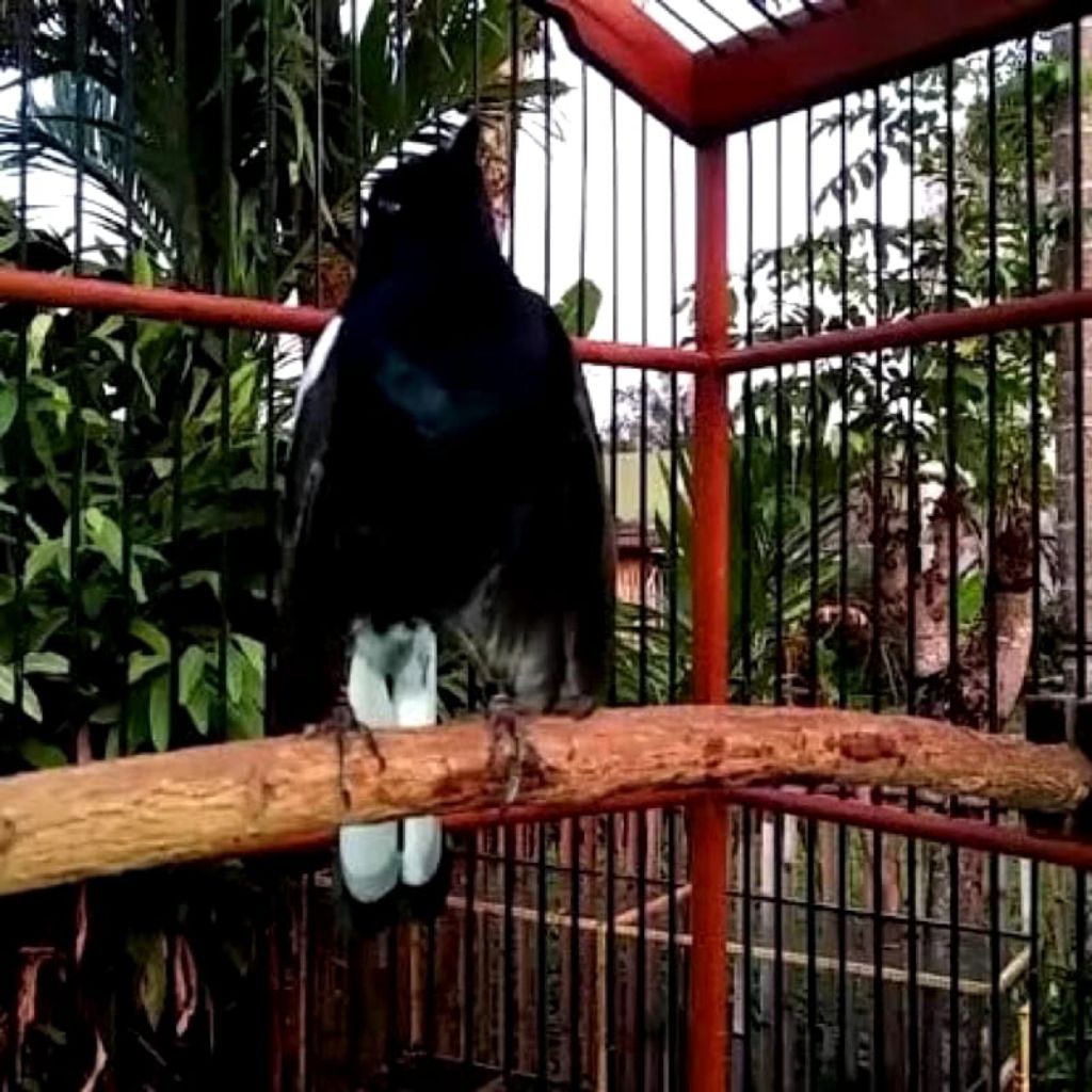 BURUNG KACER DAHIT/ dada hitam Jantan Mulus