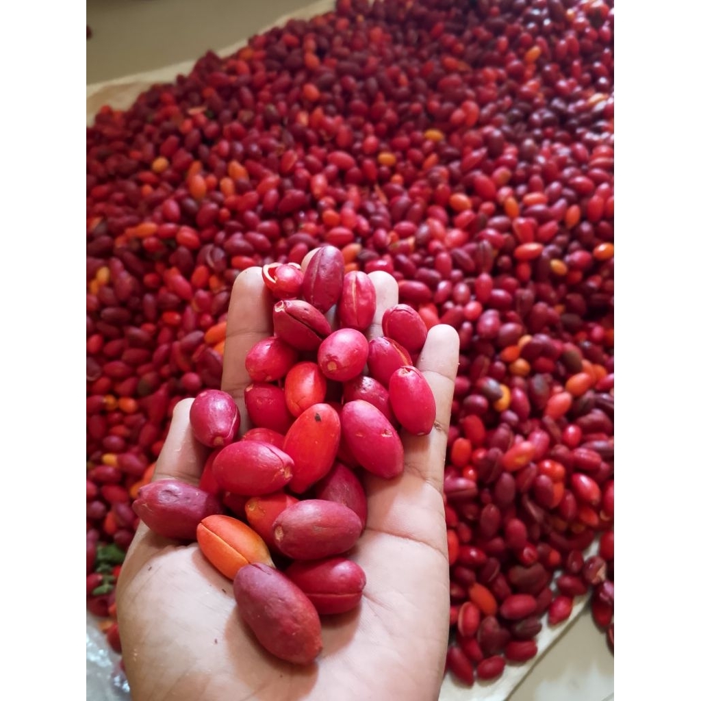 

KULIT MELINJO SEGAR SUPER PRESH 2KG