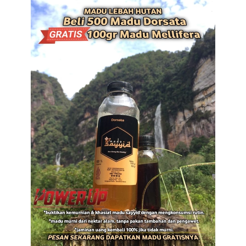 

madu sayyid dorsata(madu lebah hutan)