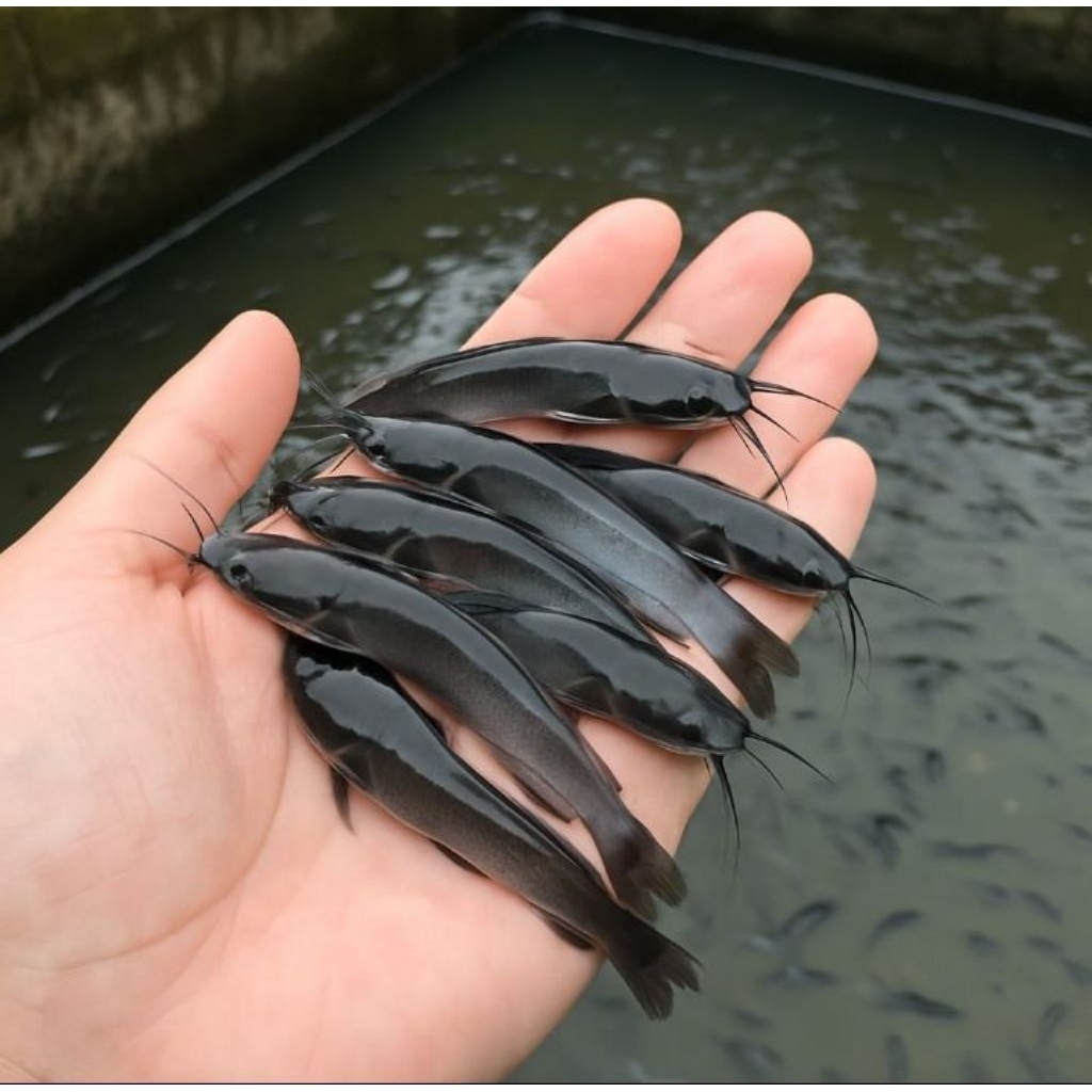 Bibit Lele Sangkuriang/Mutiara Paket 50 Ekor - Ukuran 7/8 Cm - Bibit Unggul dari Indukan Berkualitas