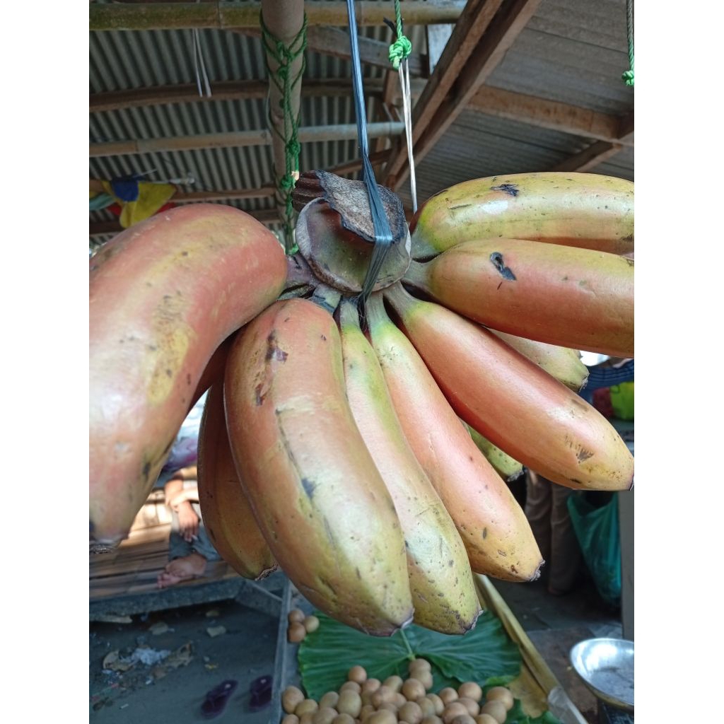 

pisang merah pisang udang manis legit harga 1 sisir