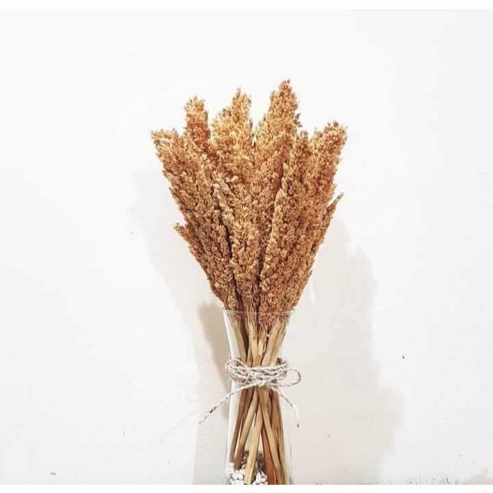 Beans Bunga Kering Dekorasi - Bunga Cantel - Bunga Kering - Bunga grosir