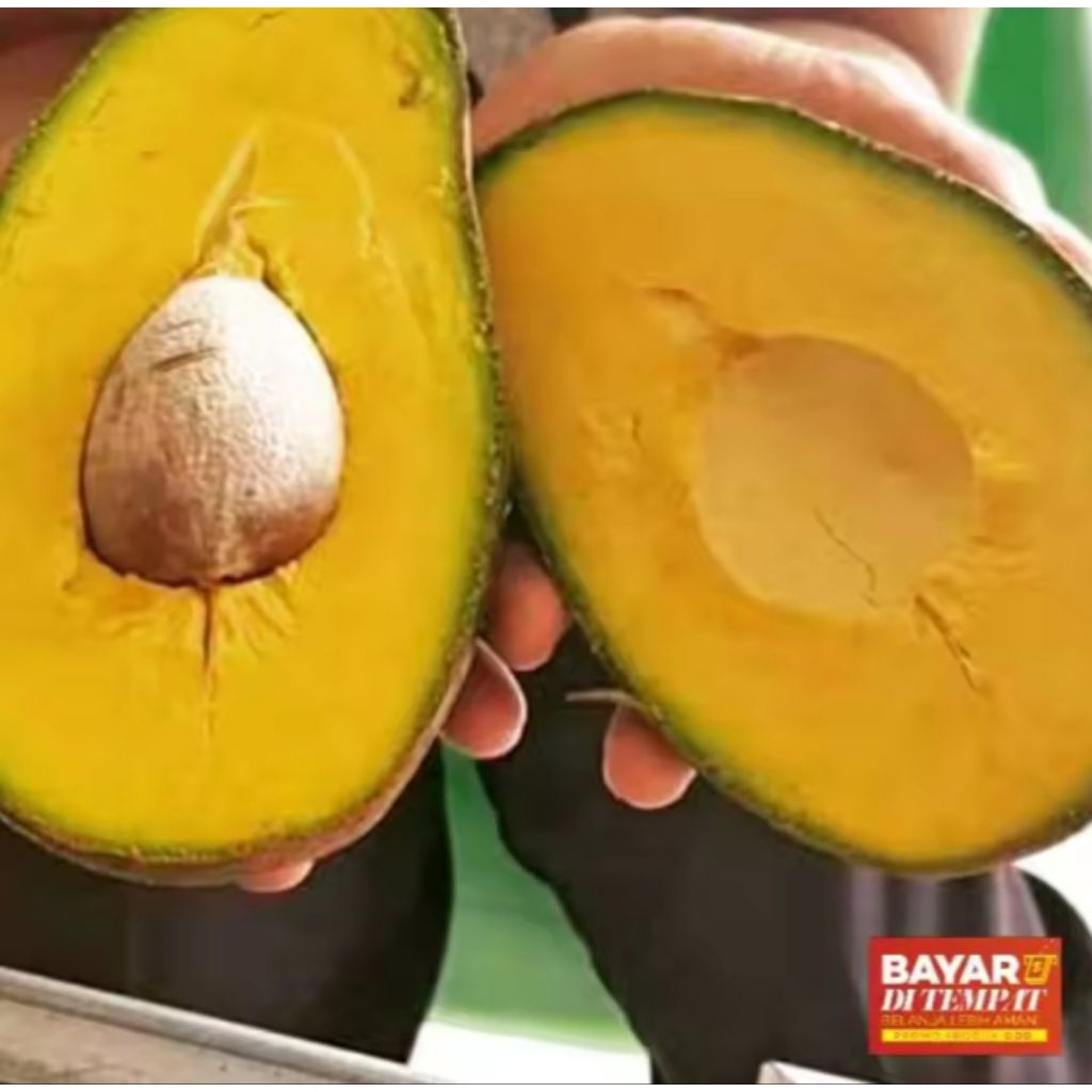 

Alpuket mentega tua sufer kuning 1kg isi 3-4-5 buah pengeriman aman menggunakan Dus