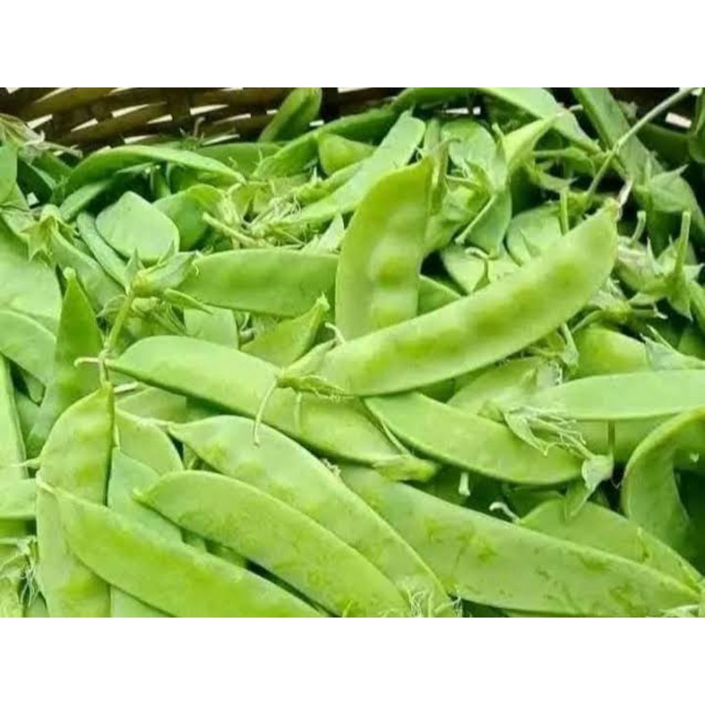 

Sayur Kacang Kapri / Kacang Arcis 250gr Fresh
