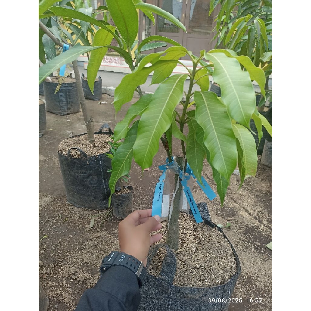 Bibit mangga kombinasi super siap berbuah