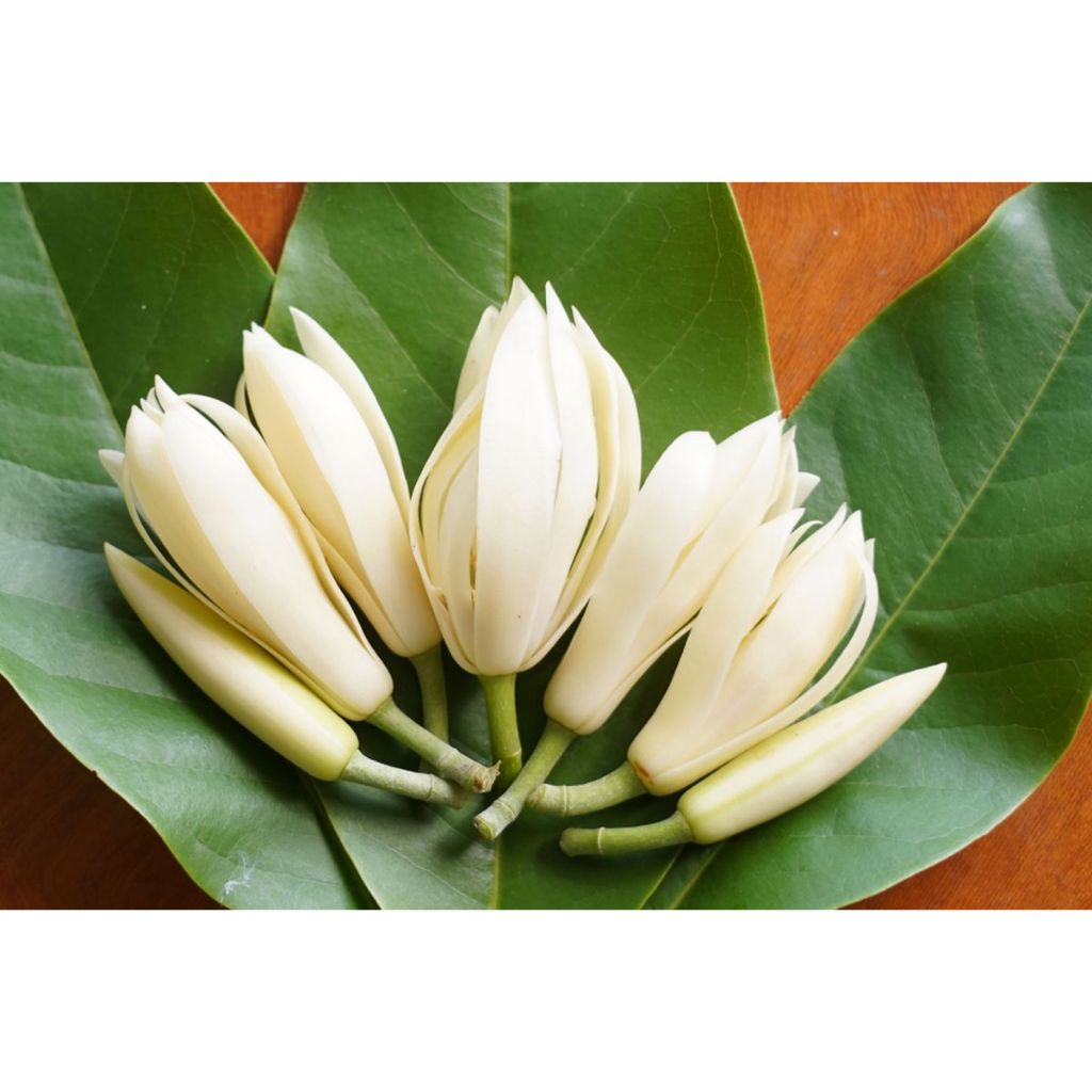 kembang gading/kembang kantil (20pcs)