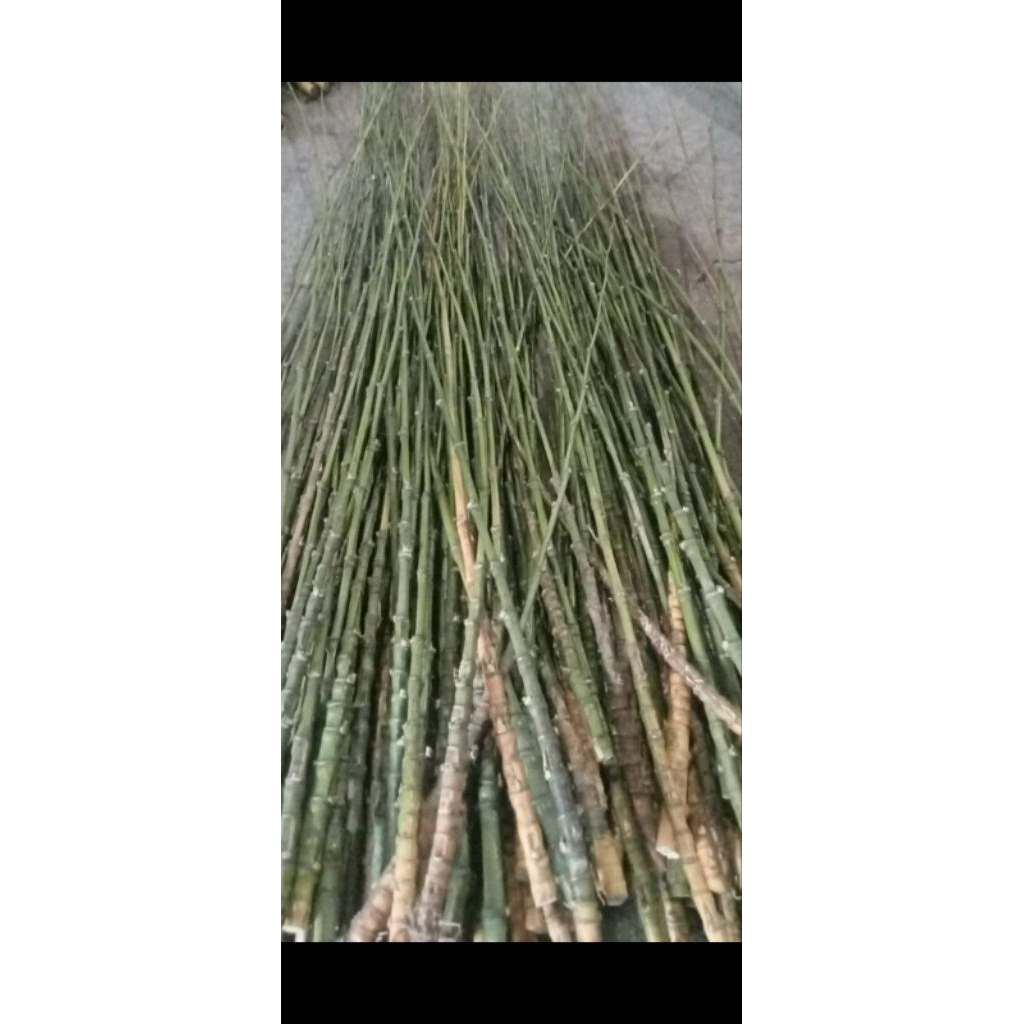 bahan joran bambu cendani (krisik)