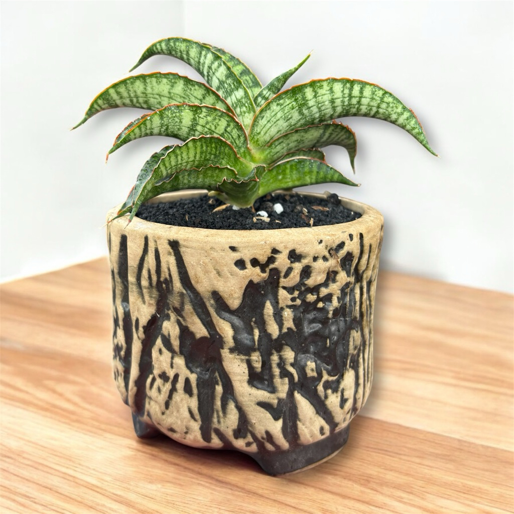 tanaman hias sanseviera HYBRID (lady gaga x boncel)  sansevieria sansevera sanseviera sensivera lida