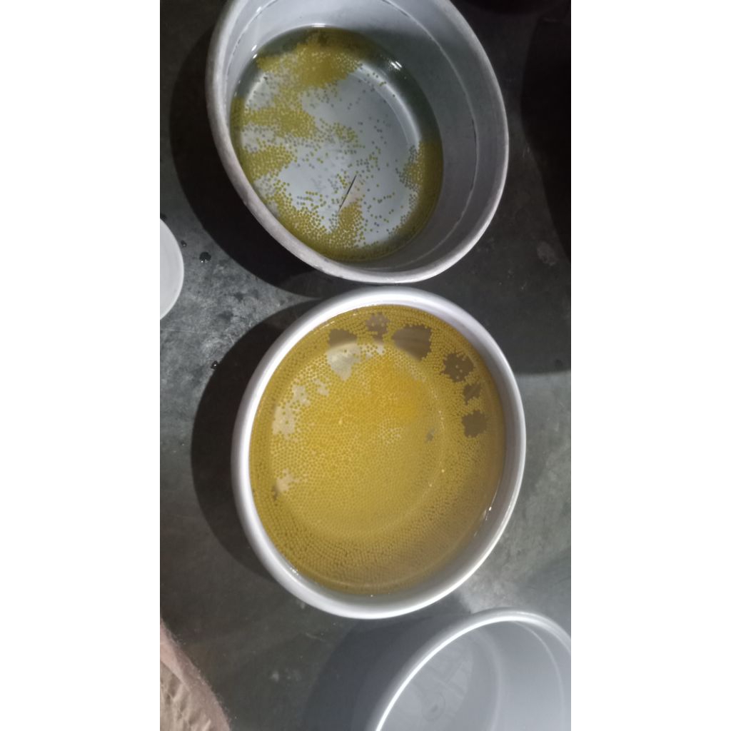 

telur gurameh hitam/soang paket 100 ekor+ bonus