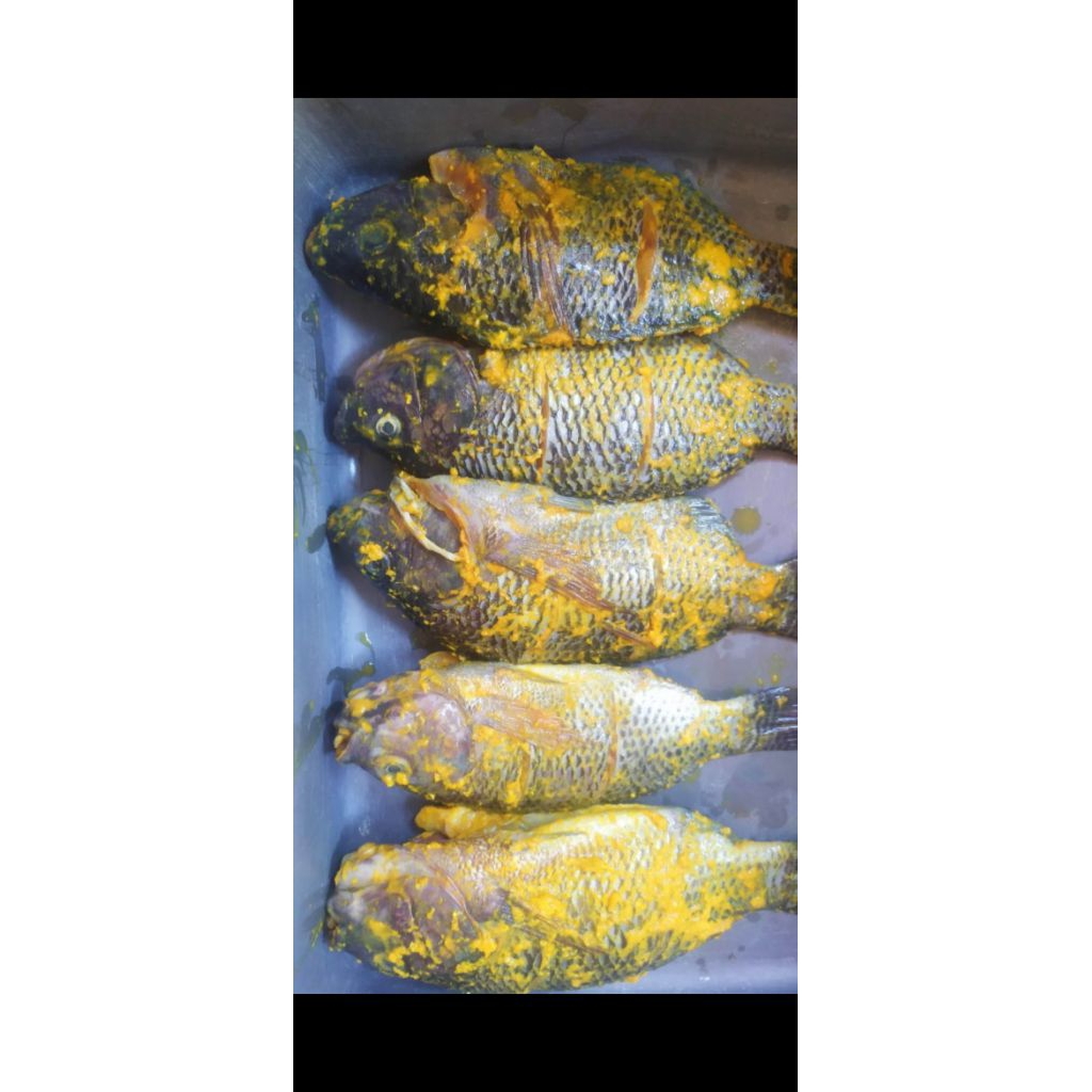 

Ikan nila hitam segar bumbu kuning siap goreng