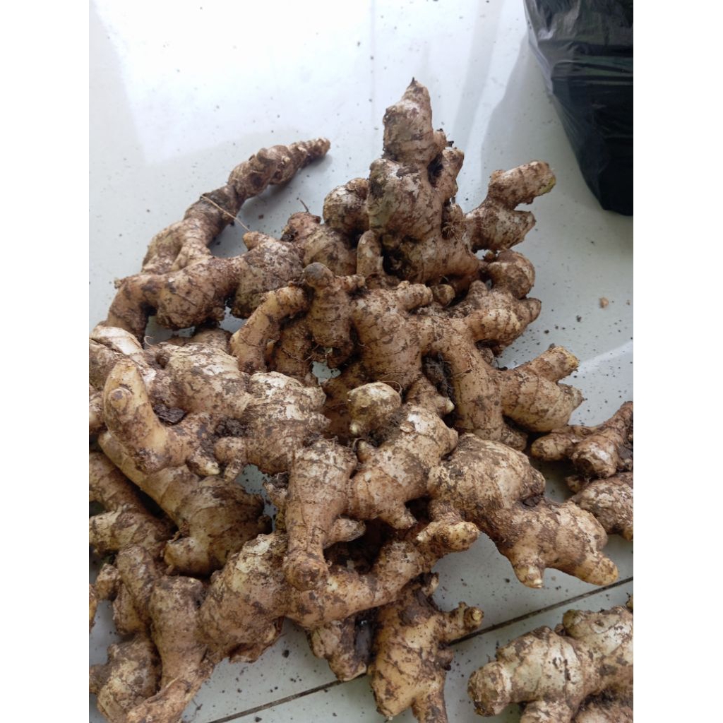 

Jahe gajah asli segar jahe putih lokal 5.kg