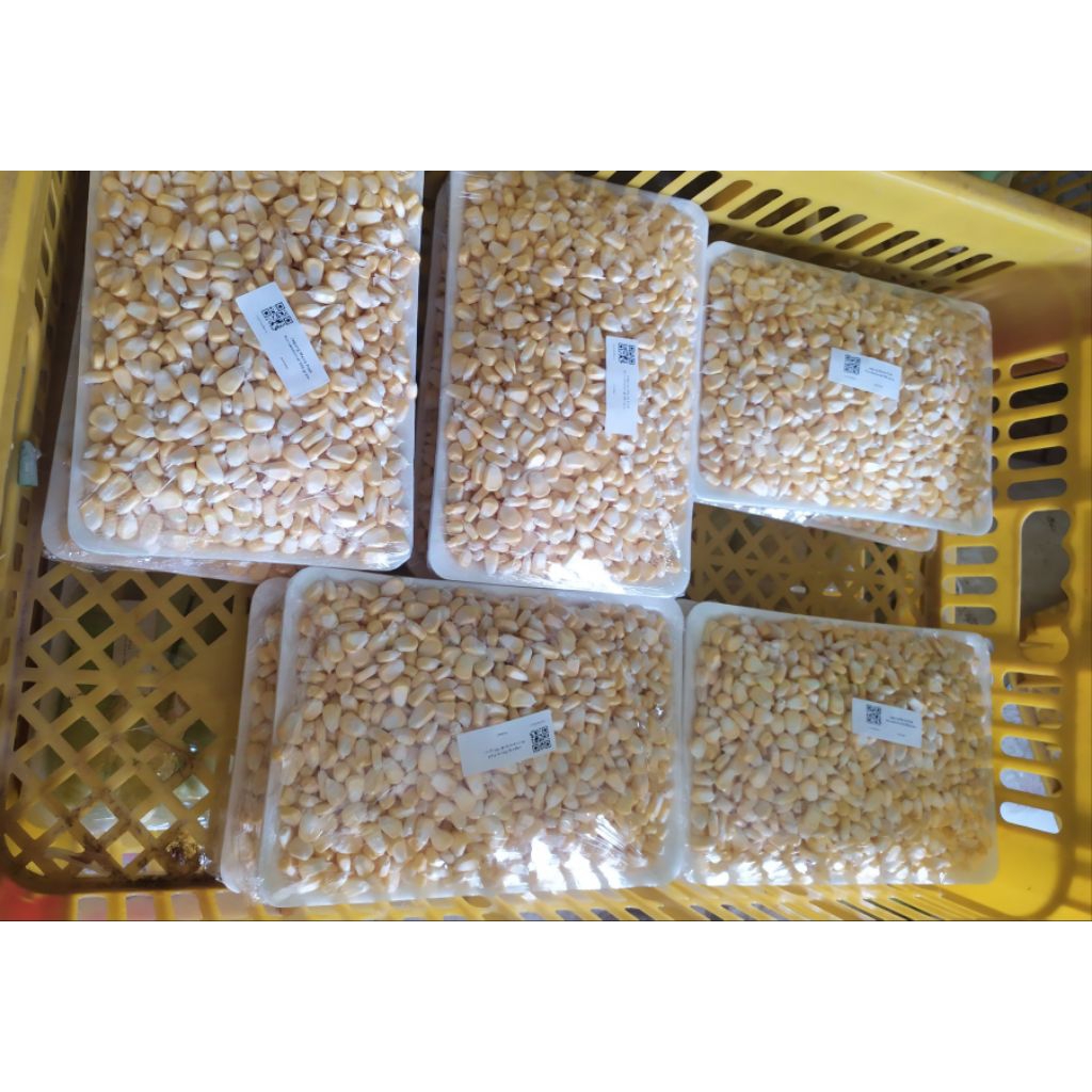 

jagung manis pipil jasuke