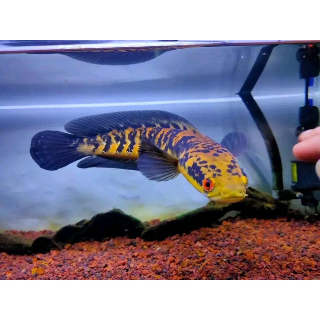 

box chana maru yellow Sentarum 15-19cm kualitas kontes