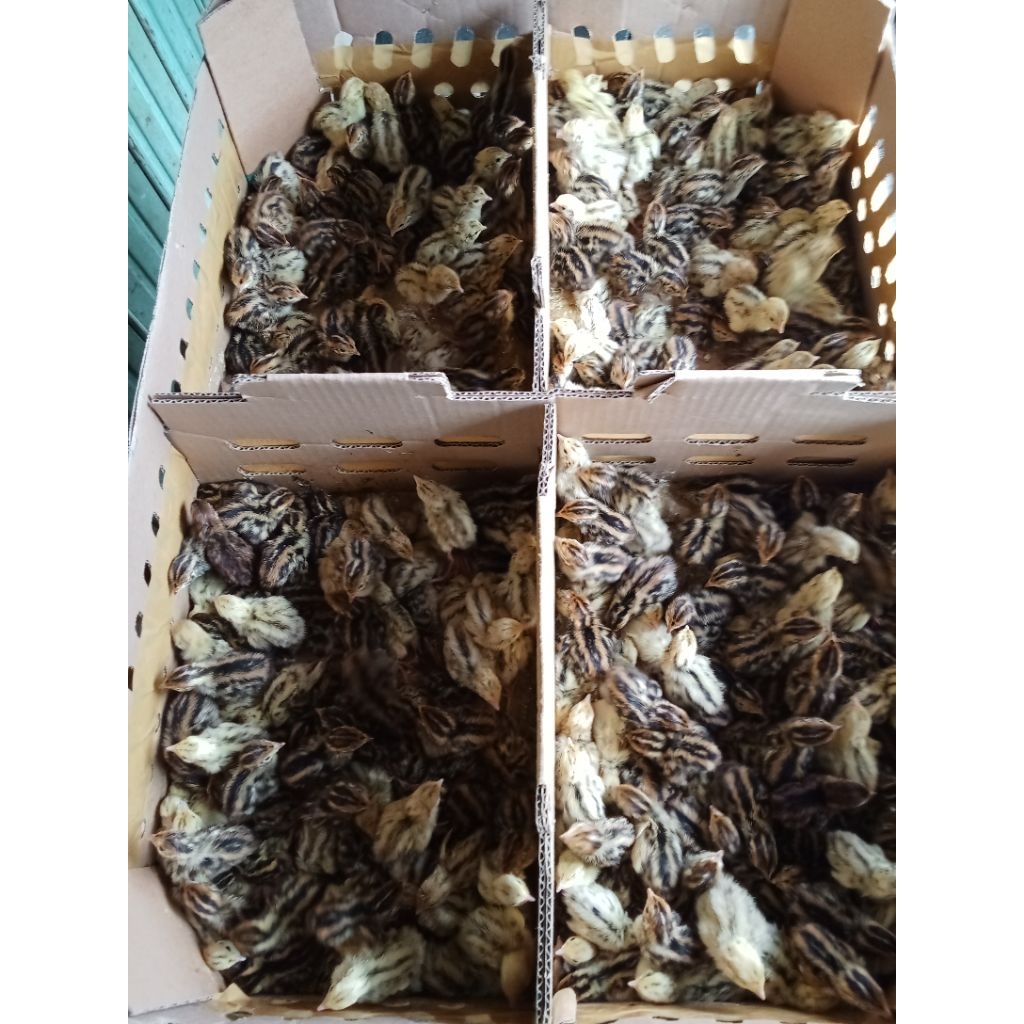 doq anakan burung puyuh jantan