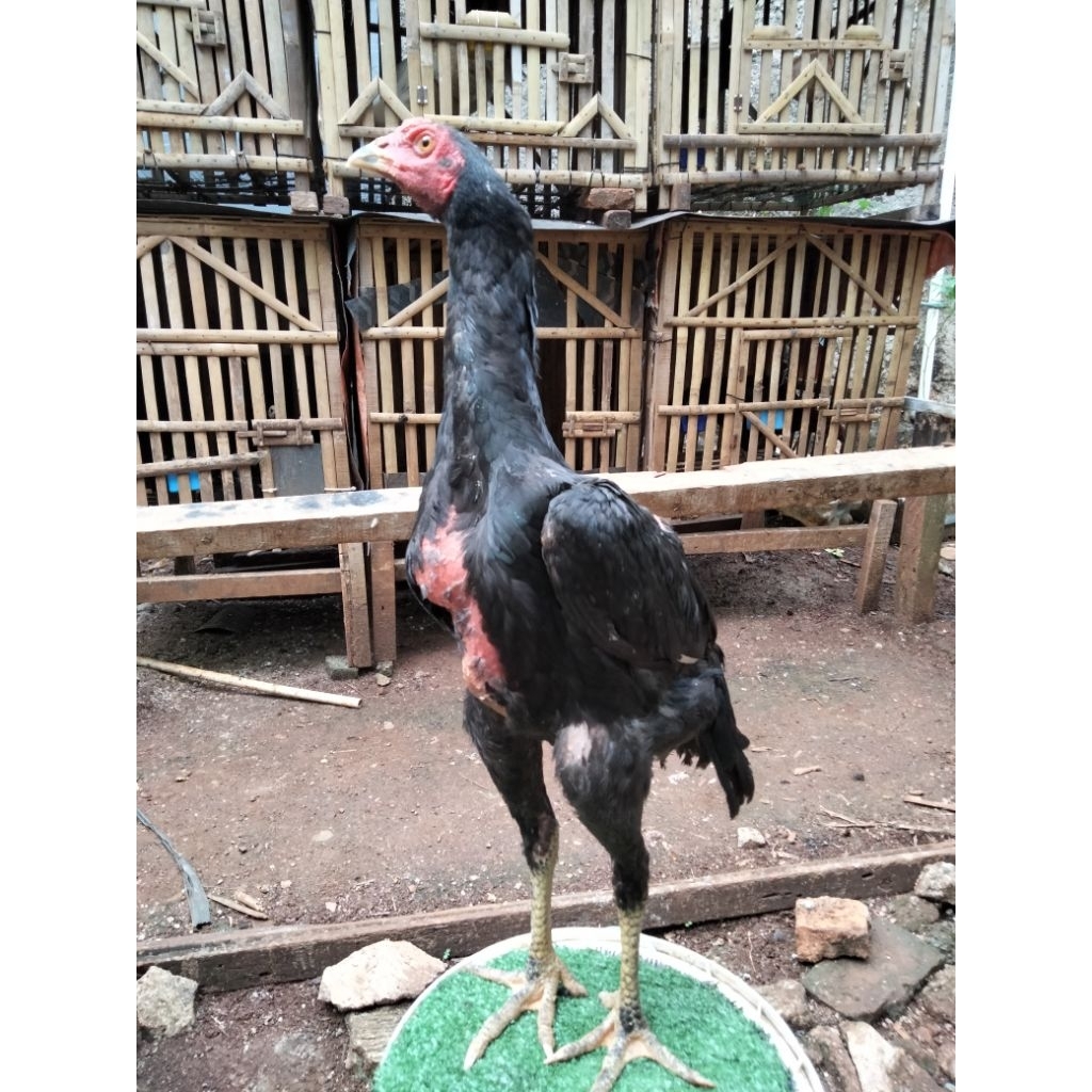 anakan ayam Pakhoy blckbull brakot