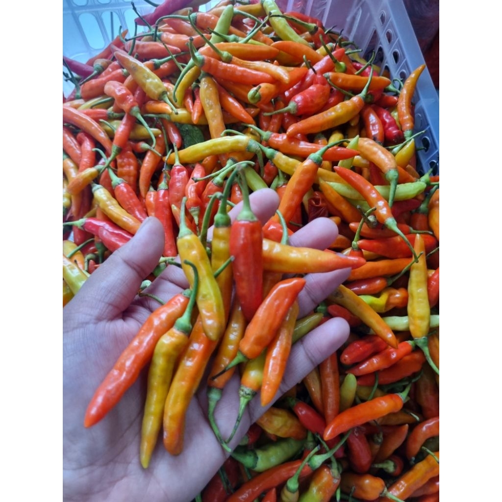 

Cabe Rawit Setan 500gr