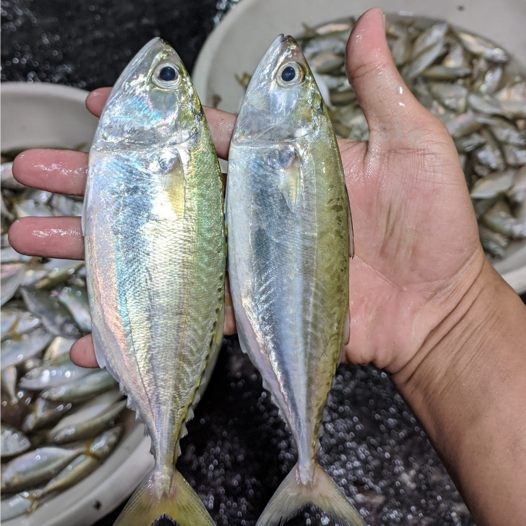 

Ikan Kembung Segar 1Kg Ikan Kembung Gepeng