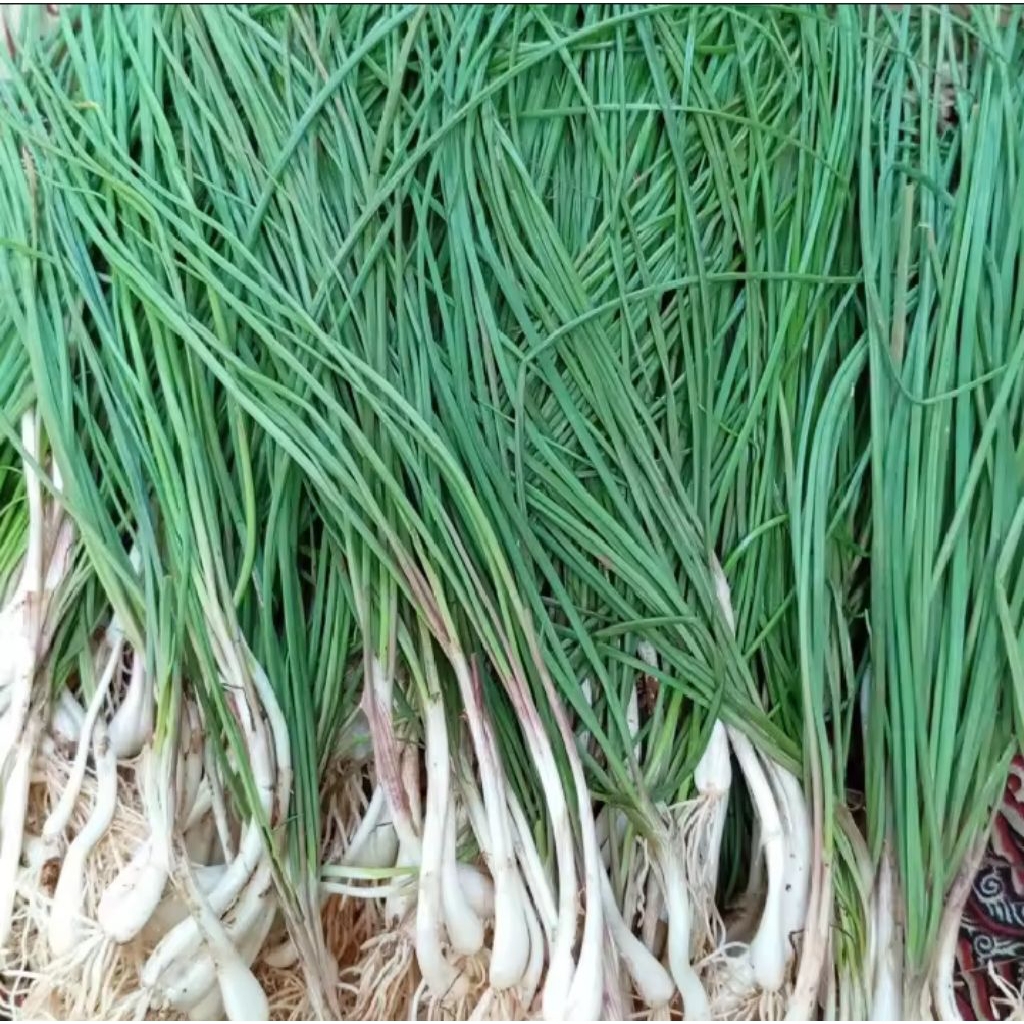 

Bawang kuncai fresh segar / 1 kg