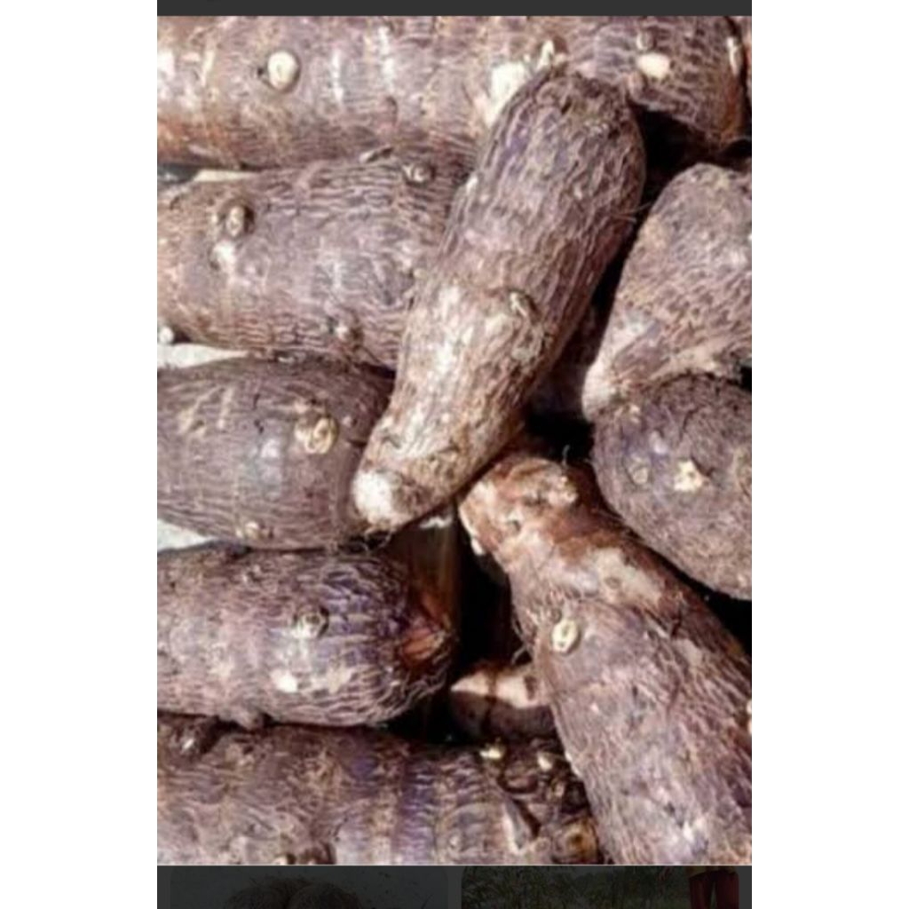 

Umbi talas fresh segar 500Gram