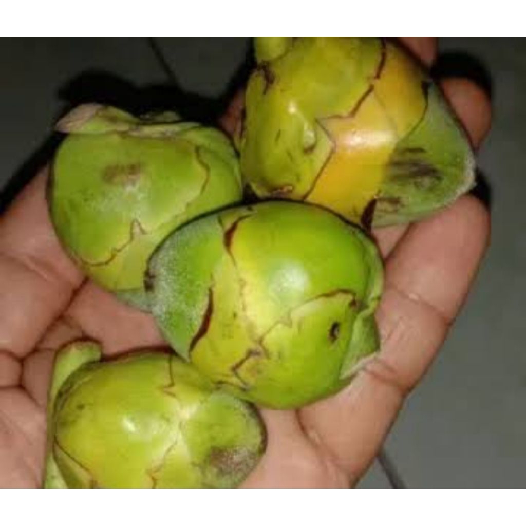 

buruluk/buruluk buah kelapa kecil per 10 biji