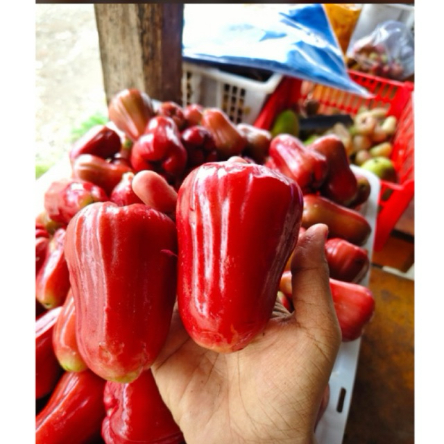 

Jambu Citra JUMBO