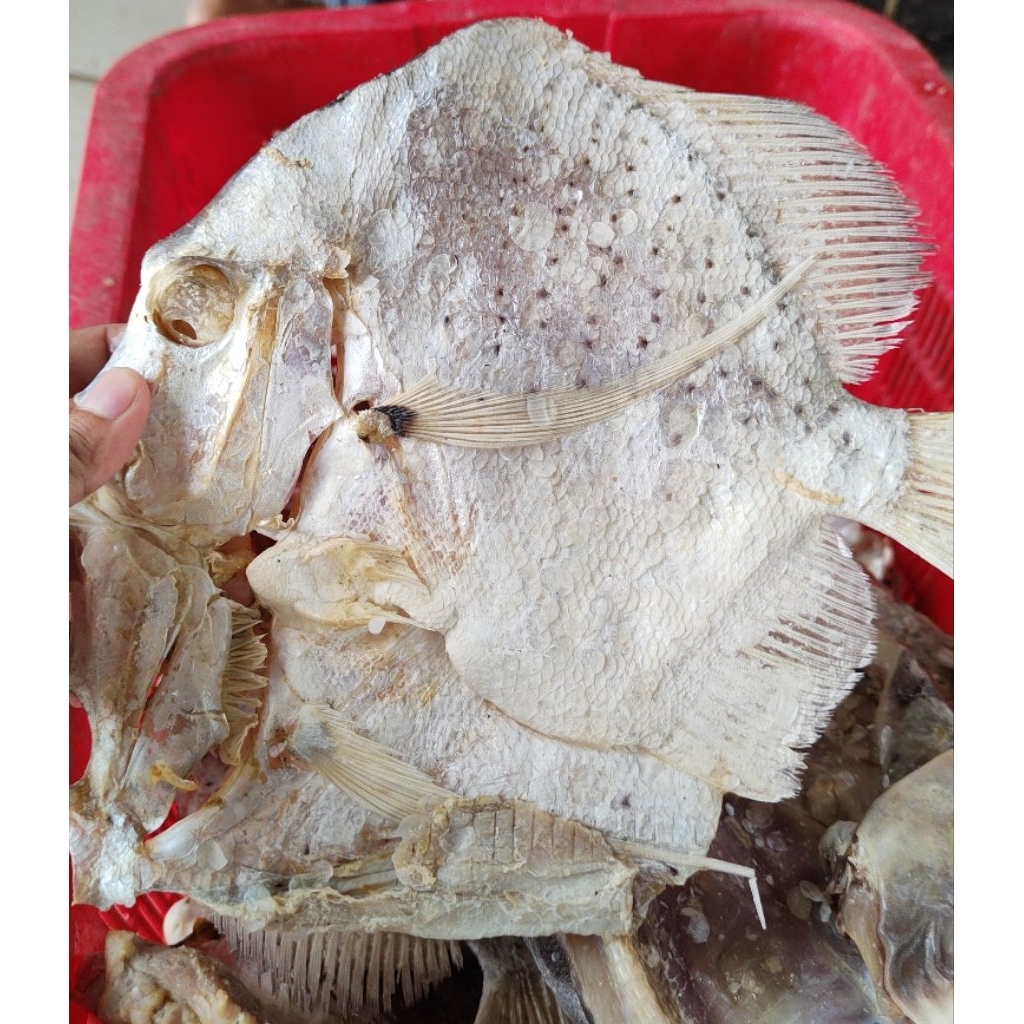 

Ikan Asin Tapi Tapi/ Sabit Kering Murah / Ikan Laut Asin Murah