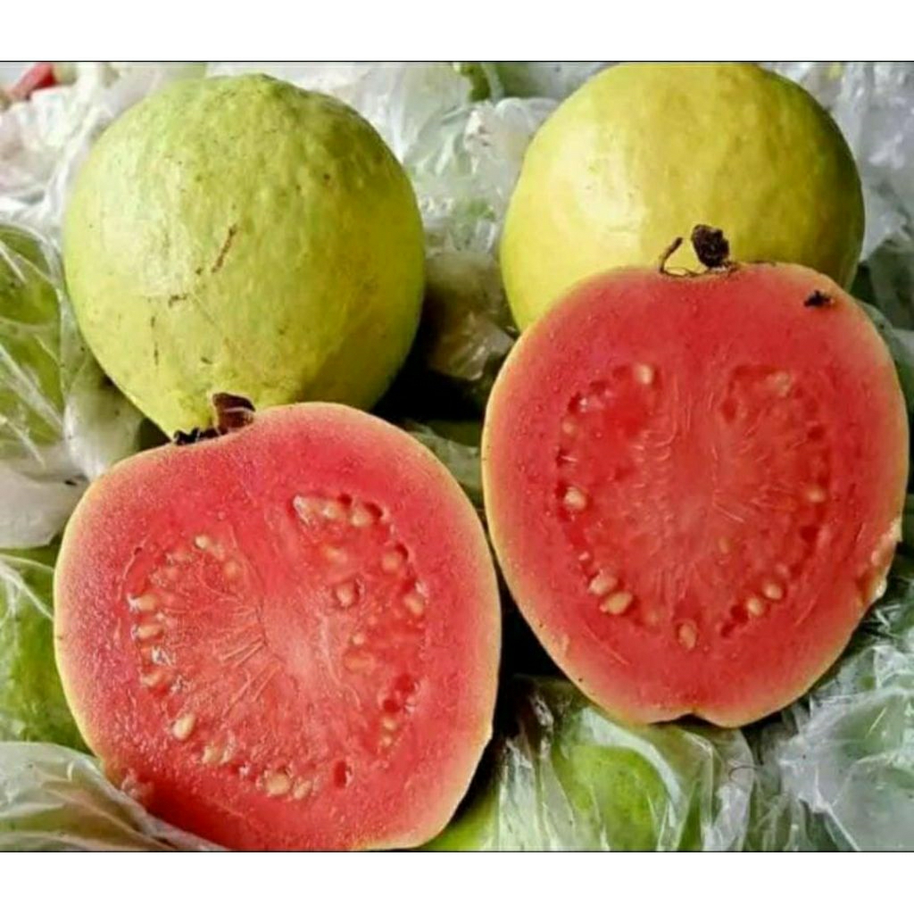 

jambu biji merah 1 kg