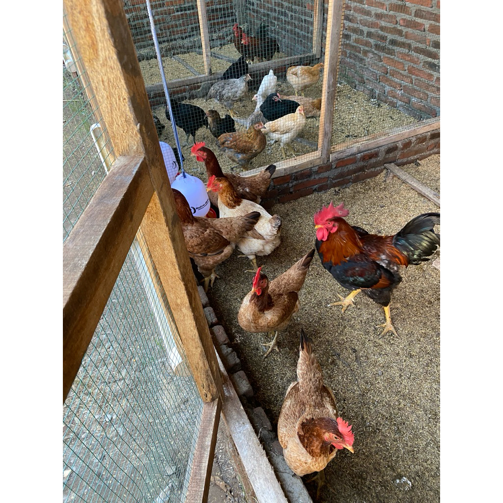 

Telur tetas ayam sengkuni sk1