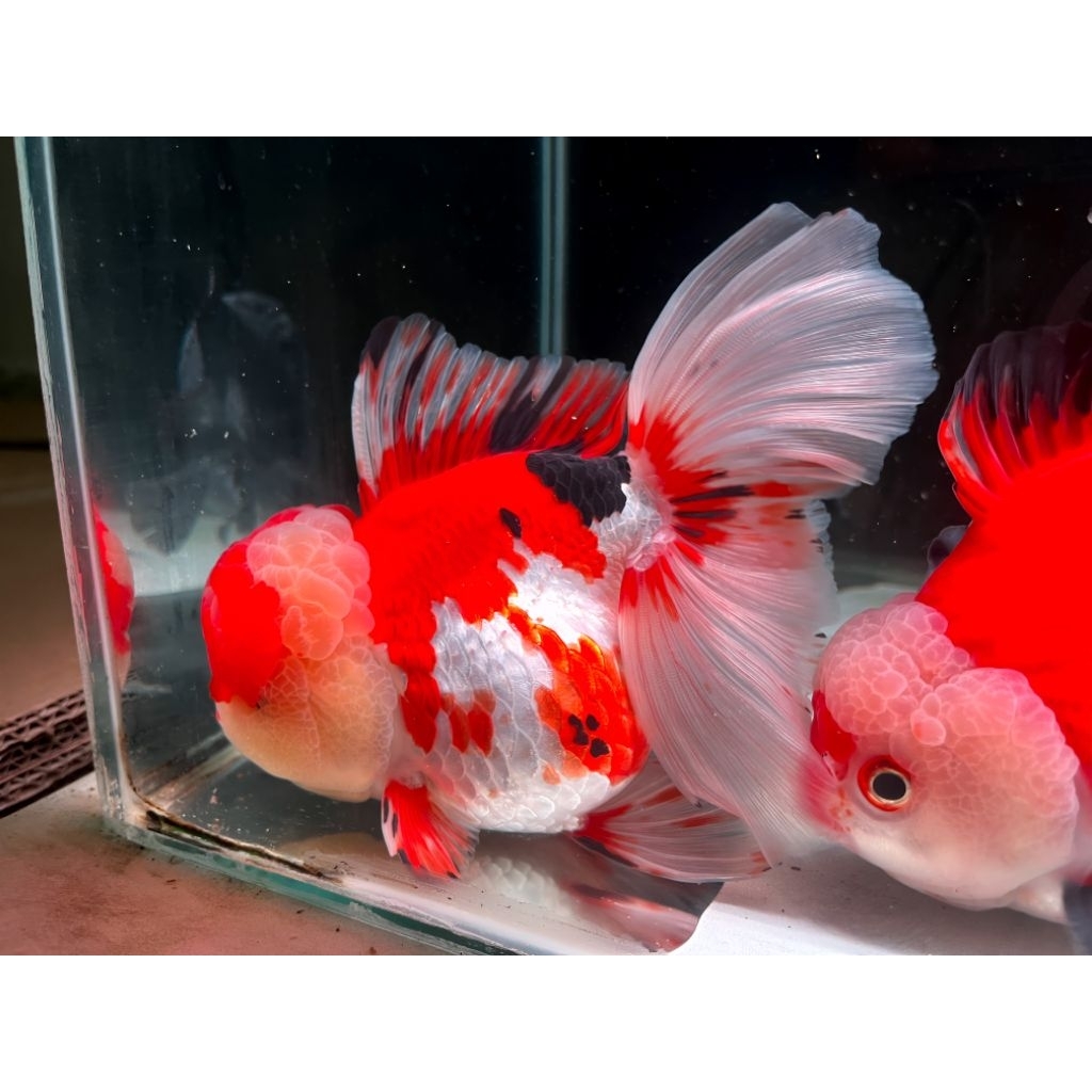 hiasan goldfish / maskoki Oranda Rostail