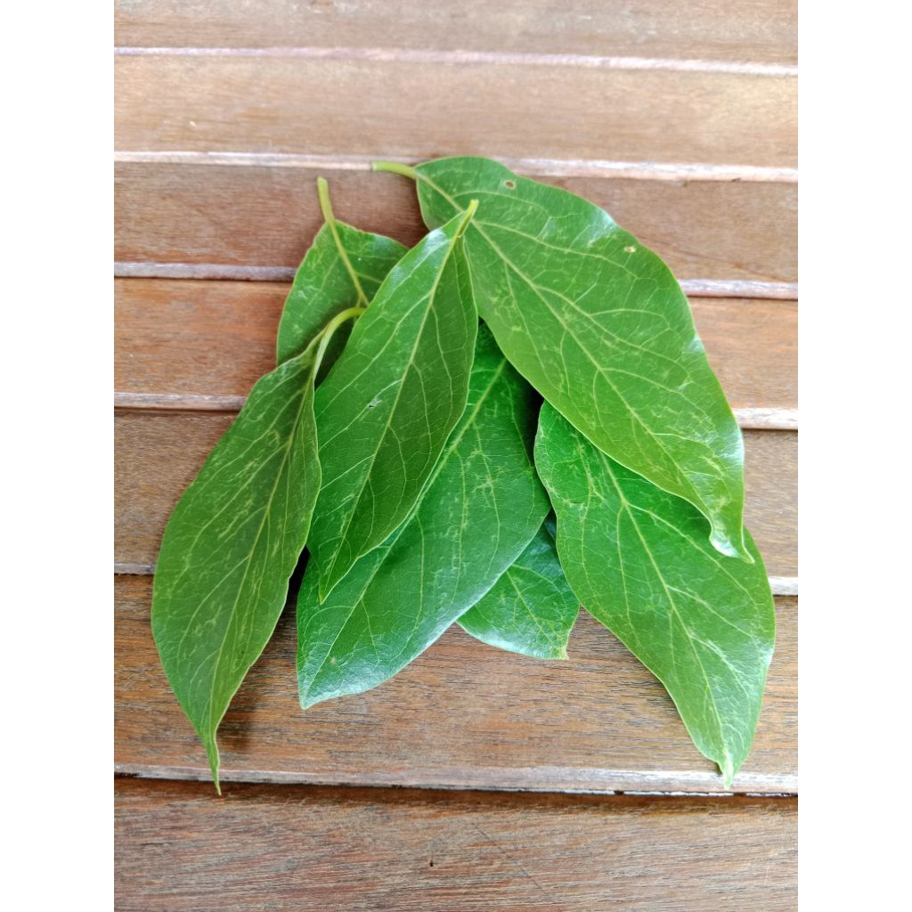 

daun alpukat segar isi 100 lembar