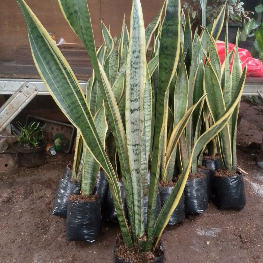 tanaman hias SensiPera/lidah mertua