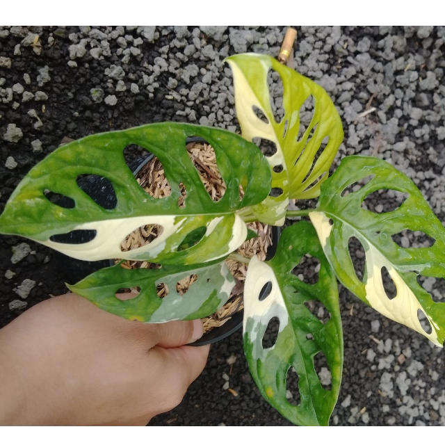 Tanaman Hias Janda Bolong Acuminata Varigata| Monstera Acuminata Variegata| Janbol Acuminata Var