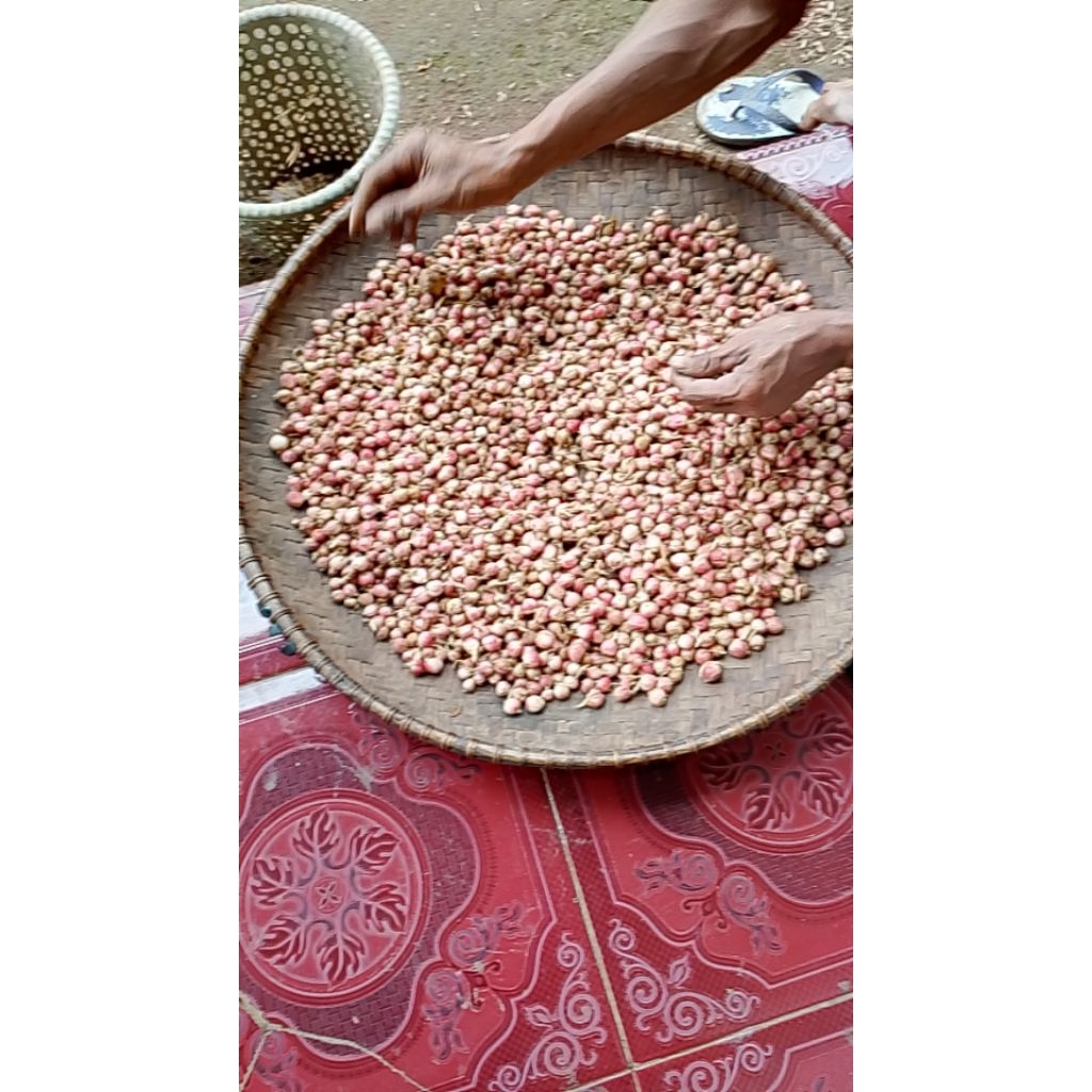 

kapulaga basah segar kaya mnapatt 1 kg