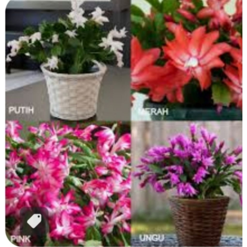 paket murah 3 jenis bunga gantung wijaya kusuma tanaman hias random wijaya kusuma