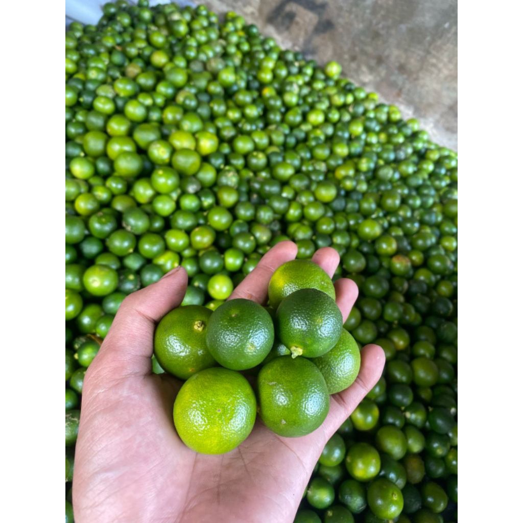 

1 kg jeruk sonkit kasturi lemon cui segar dan fresh