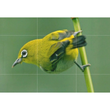 Pleci Auri Venter Bekasi