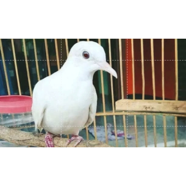 Burung Perkutut Putih Lurik Kapas