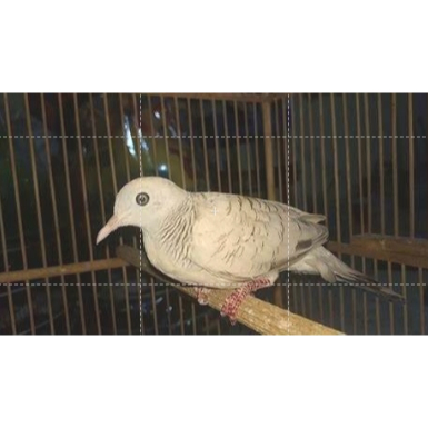 Perkutut Silver Bekasi